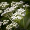 Parthenium integrifolium (Wild Quinine)