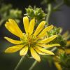 Silphium integrifolium (Rosinweed)