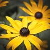 Rudbeckia fulgida (Orange Coneflower)