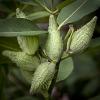 Asclepius syriaca (Common Milkweed)