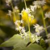Echinocystis lobata (Wild Cucumber Vine)