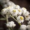 Anaphalis margaritacea (Western Pearly Everlasting)