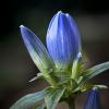 Gentiana andrewsii (Bottle Gentian)