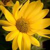 Helianthus mollis (Downy Sunflower)