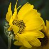 Helianthus mollis (Downy Sunflower)