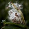 Asclepias syriaca (Common Milkweed)