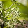 Aralia racemosa (American Spikenard)