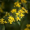 Solidago caesia (Bluestem Goldenrod)