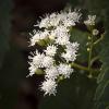 Ageratina altissima (White Snakeroot)