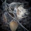 Asclepias syriaca (Common Milkweed)