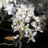 Amelanchier alnifolia (Serviceberry)