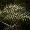 Elymus hystrix (Bottlebrush Grass)