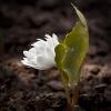 Double Bloodroot (Sanguinaria canadensis)