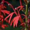 Lobelia cardinalis (Cardinal Flower)