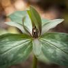 Trillium recurvatum (Prairie Trillium)