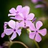 Phlox pilosa (Downy Phlox)