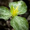Trillium luteum (Yellow Wakerobin)
