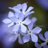 Phlox divaricata (Wild Blue Phlox)