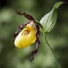 Cypripedium calceolus (Lady Slipper Orchid)