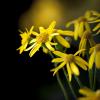 Senecio aureus (Golden Ragwort)