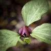 Trillium sessile (Sessile-flowered wake-robin)