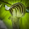 Arisaema triphyllum (Jack-in-the-Pulpit)
