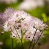 Thalictrum pubescens (Tall Meadow Rue)