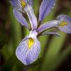 Iris versicolor (Northern Blue Flag)