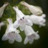 Penstemon digitalis (Foxglove Penstemon)