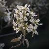 Amelanchier alnifolia (Serviceberry)
