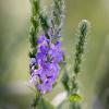 Verbena stricta (Hoary Vervain)