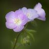 Geranium maculatum (Wild Geranium)