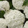 Hydrangea (0095)