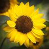 Helianthus annuus