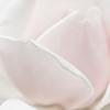 Rose 'New Dawn' (6188)