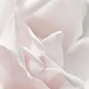  Rose 'New Dawn' (6191)