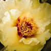 Paeonia suffruticosa 'High Noon'