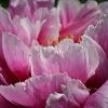 Peony (1726)