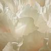 Peony (1742)