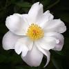 Peony 'Helen'