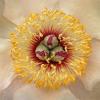 Tree peony 2684