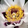 Paeonia rockii