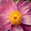 Paeonia lactiflora 'Doreen'