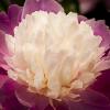 Paeonia lactiflora 'Santa Fe'