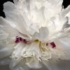 Paeonia lactiflora 'Festiva Maxima'