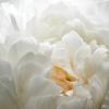 Paeonia lactiflora double white with peach