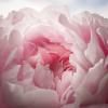 Paeonia lactiflora 'Elizabeth Peninger'