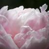 Paeonia lactiflora 'Sarah Bernhardt'