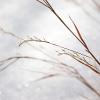 Winter Wildflower (8013)