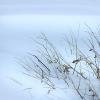 Winter Interest